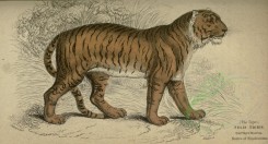 cats-00032 - Tiger [3786x2038]