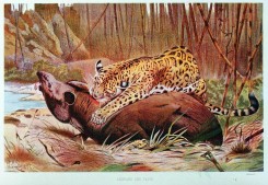 cats-00054 - Leopard and Tapir [2803x1930]