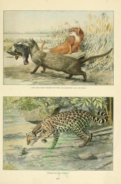 cats-00058 - Red and Gray phases of Jaguarundi Cat or Eyra, Tiger-Cat or Ocelot [2419x3677]