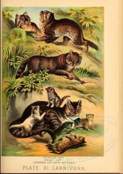 cats-00068 - Chinese Cat, Malay Cat, Common Cat [2343x3311]