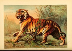 cats-00072 - Royal Bengal Tiger [3230x2307]