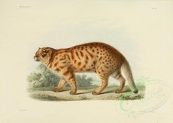 cats-00113 - Leopard cat [3486x2479]