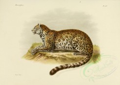 cats-00114 - Mandchurian Leopard [3486x2479]
