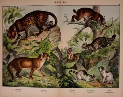 cats-00137 - Leopard, Puma, Lynx, Wild Cat, Cat [3128x2481]