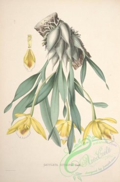 cattleya-00225 - cattleya citrina