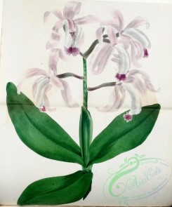 cattleya-00286 - Intermediate or Middle-sized flowered Cattleya, cattleya intermediata