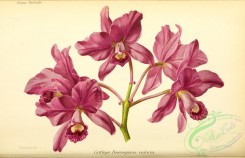 cattleya-00291 - cattleya bowringiana violacea