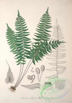 central_american_plants-00004 - adiantum obliquum acuminatum
