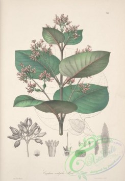 central_american_plants-00026 - cinchona cordifolia