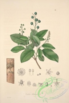 central_american_plants-00043 - croton malambo