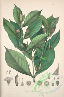 central_american_plants-00058 - hippotis albiflora