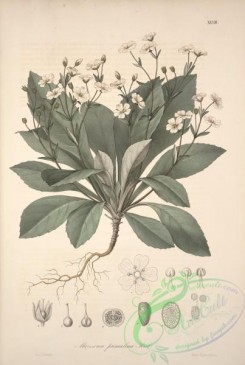 central_american_plants-00065 - marssonia primulina
