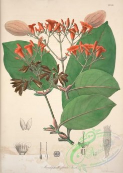 central_american_plants-00068 - monadelphanthus floridus