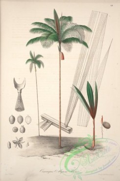 central_american_plants-00071 - oenocarpus mapora