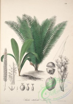 central_american_plants-00085 - scheelea attaleoides