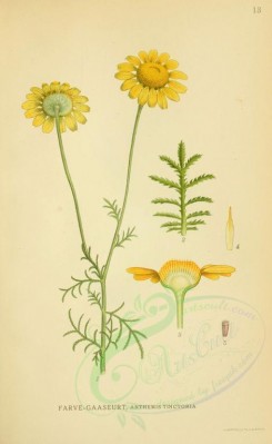 chamomile-00021 - anthemis tinctoria [2145x3496]
