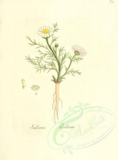 chamomile-00024 - anthemis pyrethrum [2099x2825]