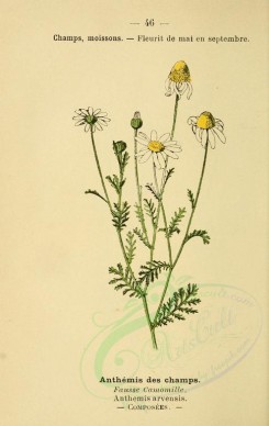 chamomile-00025 - anthemis arvensis [1860x2943]