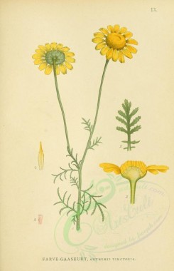 chamomile-00054 - anthemis tinctoria [2146x3324]