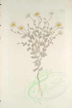chamomile-00060 - anthemis austriaca [3418x5134]