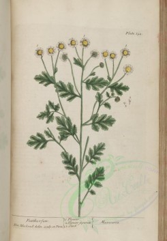 chamomile-00070 - Featherfew, matricaria [3512x5051]