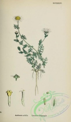 chamomile-00081 - Common Chamomile, anthemis nobilis