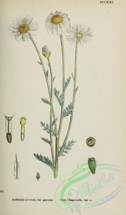 chamomile-00083 - Corn Chamomile, anthemis arvensis genuina