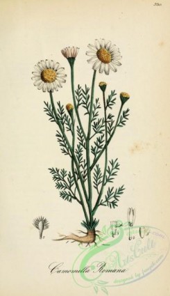 chamomile-00093 - anthemis nobilis