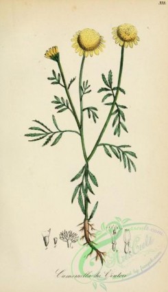 chamomile-00095 - anthemis tinctoria