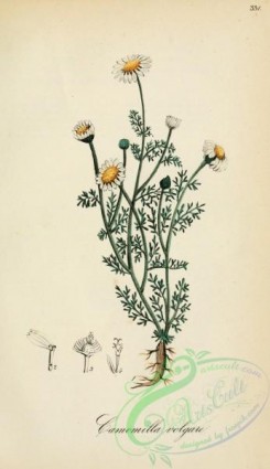 chamomile-00096 - anthemis vulgaris