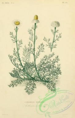 chamomile-00100 - anthemis nobilis