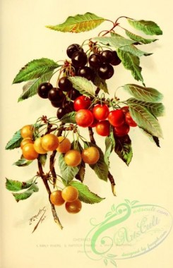 cherry-00311 - Cherry