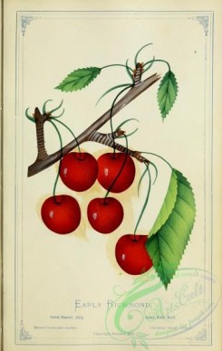 cherry-00367 - Cherry - Eearly Richmond