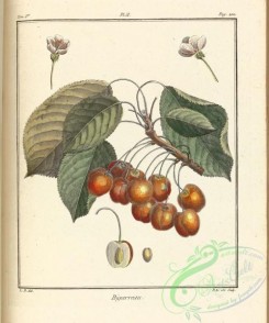 cherry-00424 - Cherry, 2