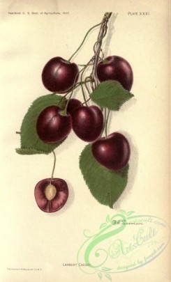 cherry-00436 - Lambert Cherry