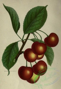 cherry-00446 - Governor Wood Cherry
