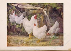 chickens_and_roosters-00001 - Standard-Bred White Wyandottes [3822x2763]