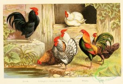 chickens_and_roosters-00114 - 005-Black, Sebright's Gold and Silver-laced, White, Game