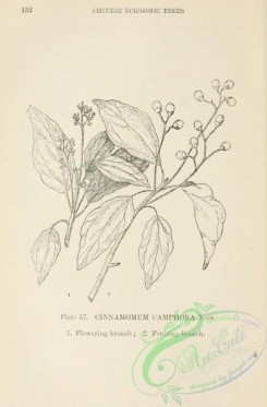 chinese_plants-00056 - black-and-white 056-cinnamomum camphora