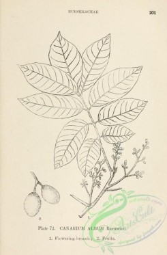 chinese_plants-00071 - black-and-white 071-canarium album