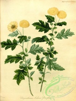chrysanthemum-00009 - chrysanthemum indicum
