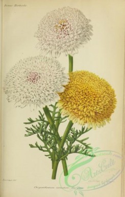 chrysanthemum-00038 - chrysanthemum carinatum flore pleno