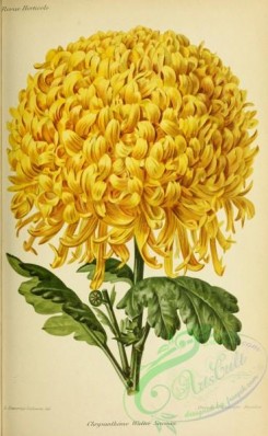 chrysanthemum-00043 - Chrysanthemum Walter Seaman