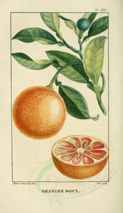 citrus-00052 - Orange [2109x3638]