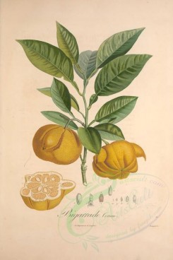 citrus-00055 - Citrus Bigarrade [3433x5143]