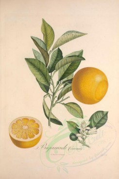 citrus-00056 - Citrus Bigarrade, 2 [3433x5143]