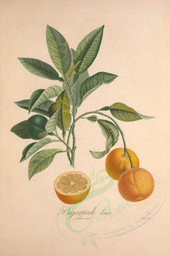 citrus-00058 - Orange, 2 [3433x5143]