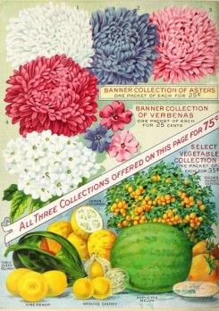 citrus-00677 - 021-Asters, Vegetables, fruits, Cherry, Watermelon, Lemon Cucumber