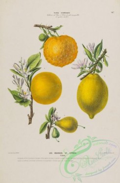 citrus-00681 - citrus