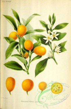 citrus-00686 - citrus japonica